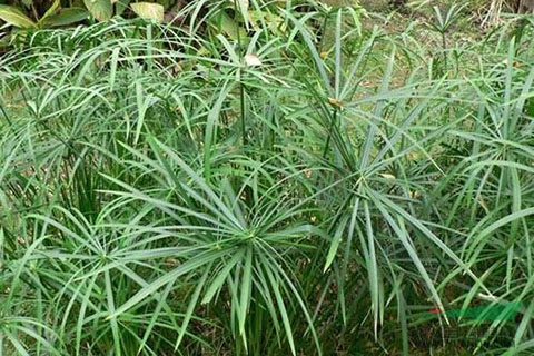 水中微生物、水生植物對(duì)人工濕地的影響